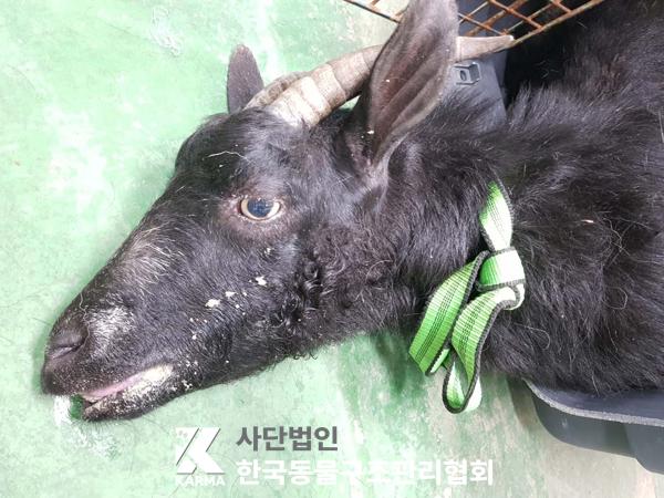 [기타축종] 흑염소 경기-동두천-2025-00061 유기동물 배경 이미지 입니다.