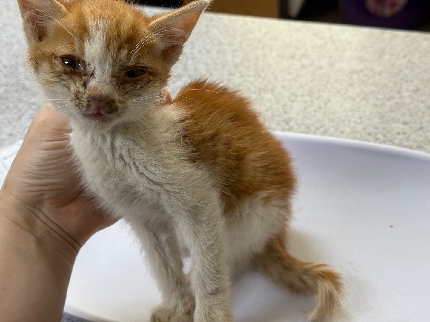 [고양이] 한국 고양이 광주-동구-2025-00063 유기동물 배경 이미지 입니다.