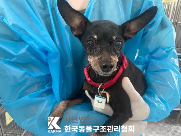 [개] 믹스견 서울-동대문-2025-00142 유기동물 배경 이미지 입니다.