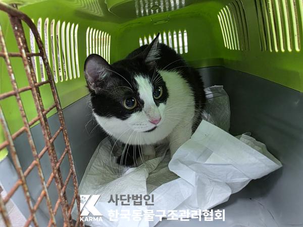 [고양이] 한국 고양이 서울-강서-2025-00068 유기동물 배경 이미지 입니다.
