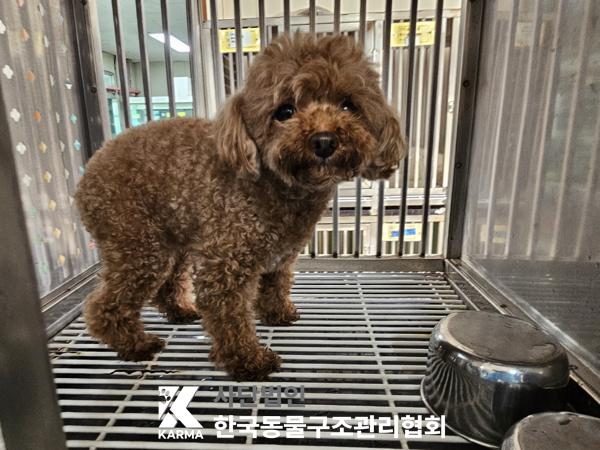 [개] 푸들 서울-강서-2025-00069 유기동물 배경 이미지 입니다.