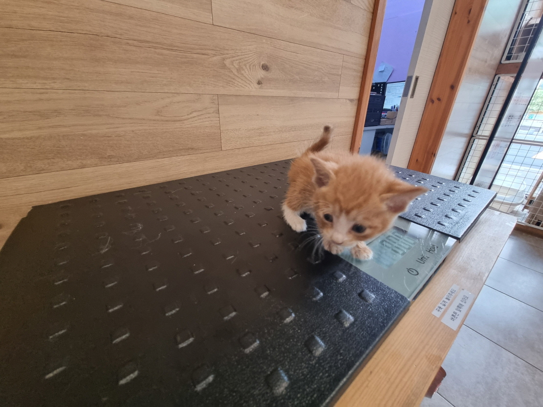 [고양이] 한국 고양이 전북-전주-2025-00491 유기동물 배경 이미지 입니다.