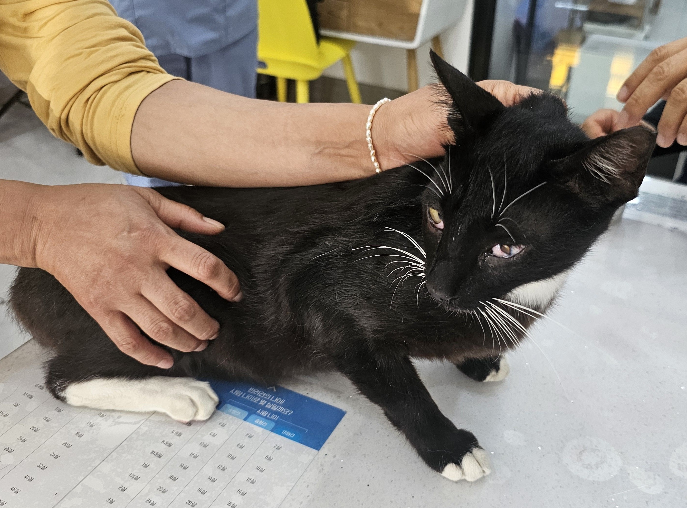 [고양이] 한국 고양이 경남-창녕-2025-00261 유기동물 배경 이미지 입니다.