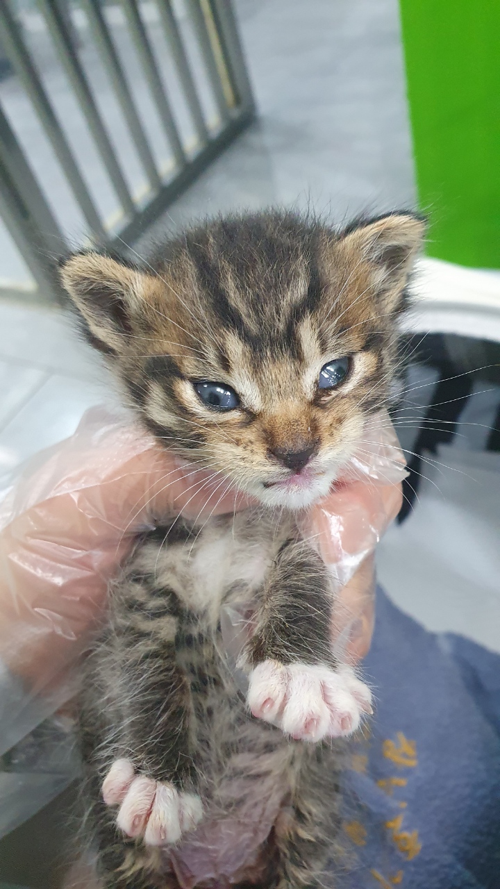 [고양이] 한국 고양이 경기-성남-2025-00228 유기동물 배경 이미지 입니다.