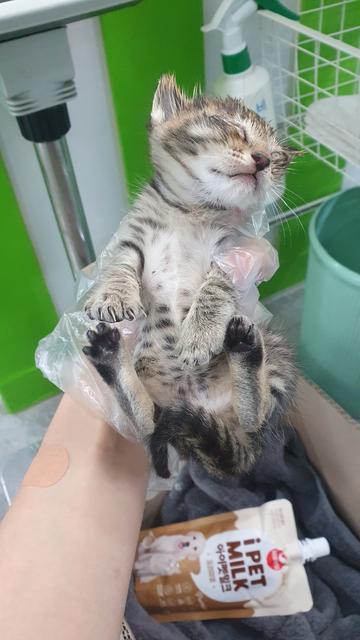 [고양이] 한국 고양이 경기-성남-2025-00229 유기동물 배경 이미지 입니다.