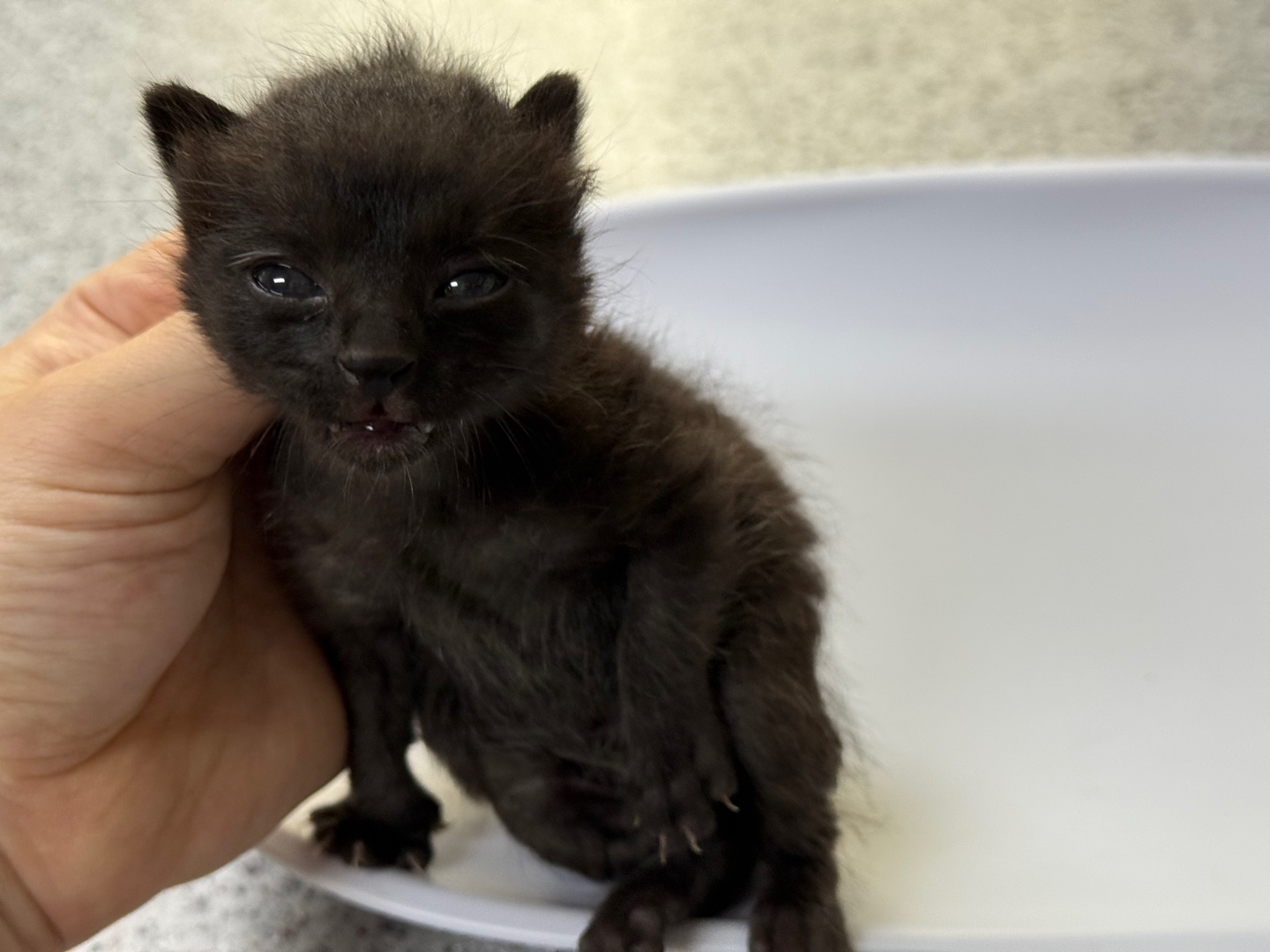 [고양이] 한국 고양이 광주-남구-2025-00152 유기동물 배경 이미지 입니다.