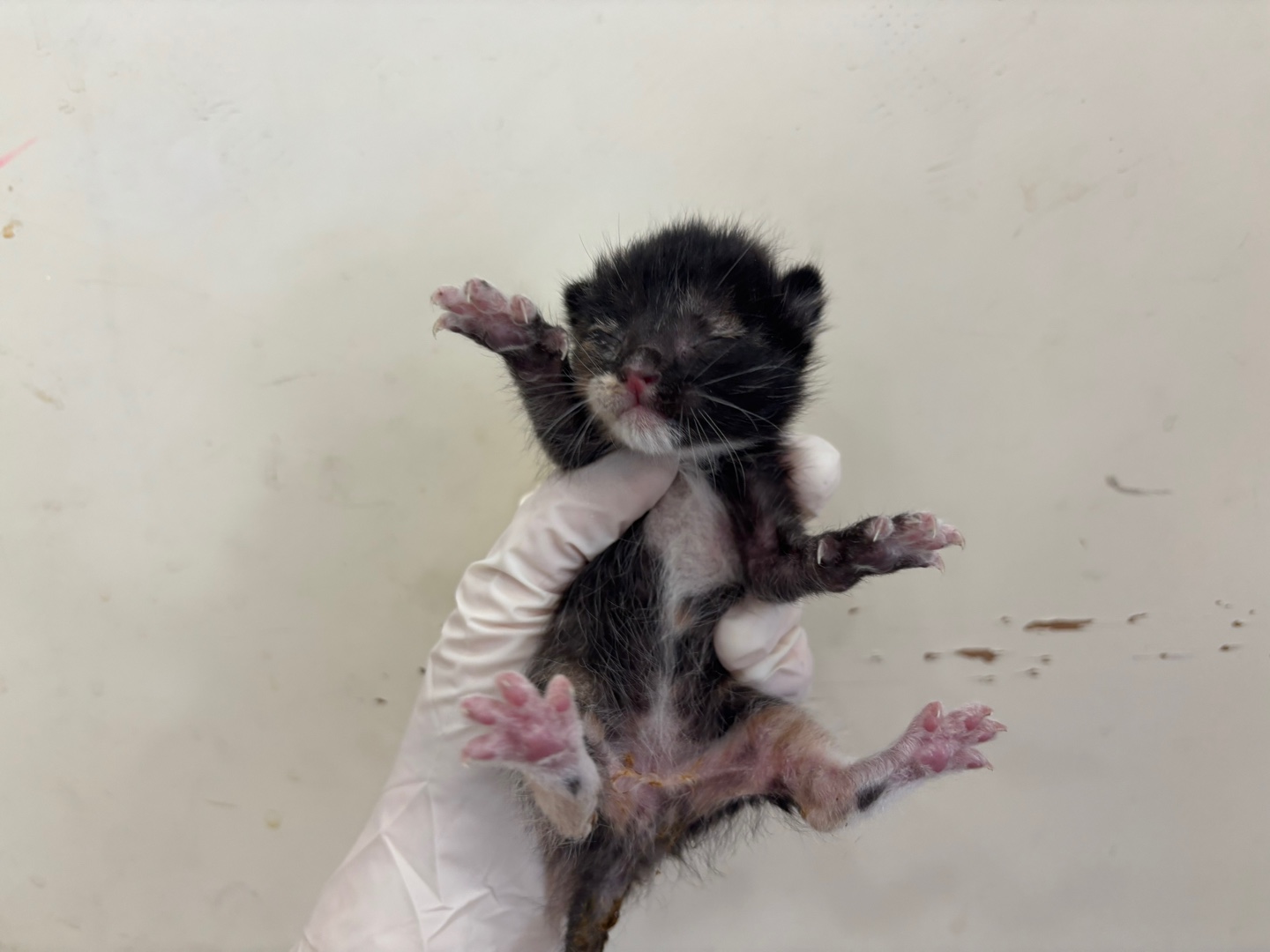 [고양이] 한국 고양이 인천-서구-2025-00423 유기동물 배경 이미지 입니다.