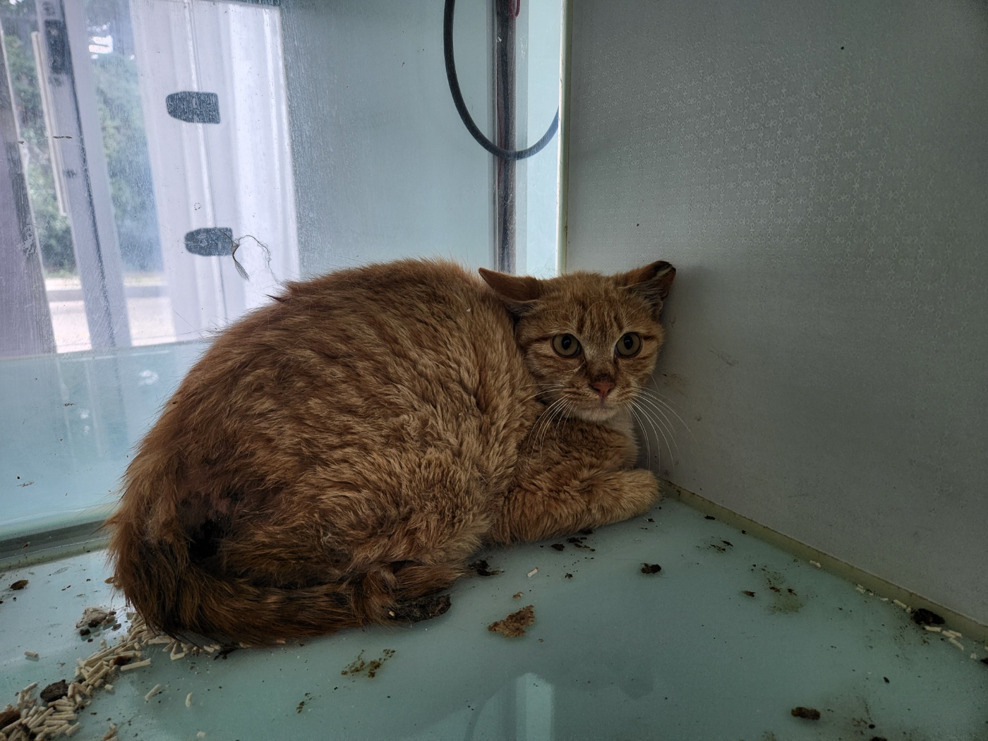 [고양이] 한국 고양이 경기-화성-2025-00729 유기동물 배경 이미지 입니다.