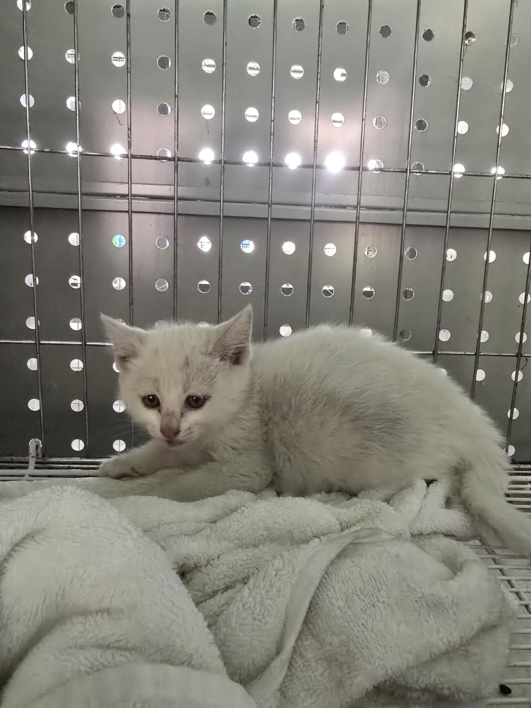 [고양이] 터키시 앙고라 전북-정읍-2025-00283 유기동물 배경 이미지 입니다.
