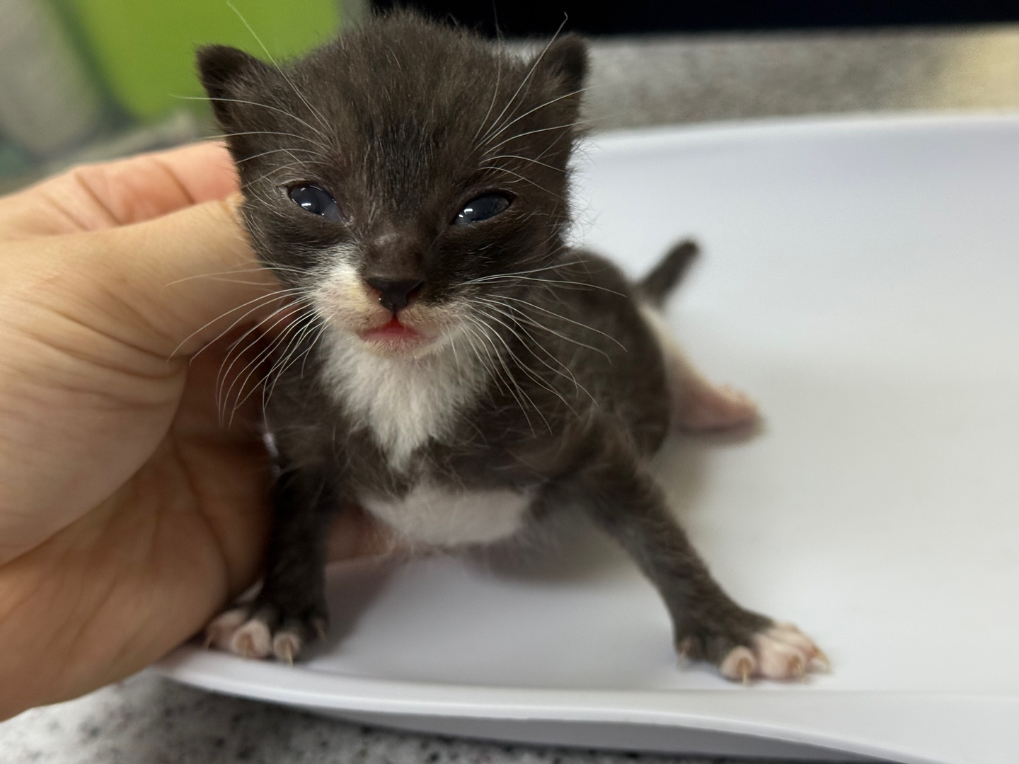 [고양이] 한국 고양이 광주-북구-2025-00243 유기동물 배경 이미지 입니다.