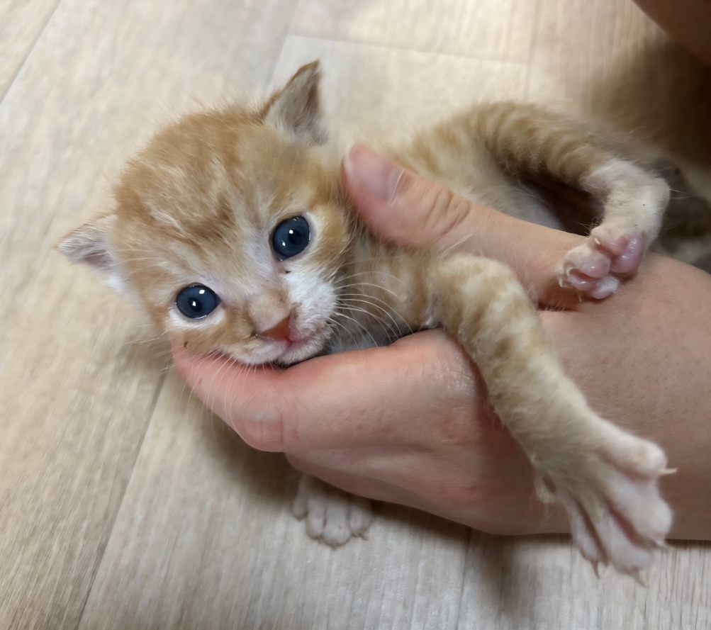 [고양이] 한국 고양이 경기-구리-2025-00084 유기동물 배경 이미지 입니다.