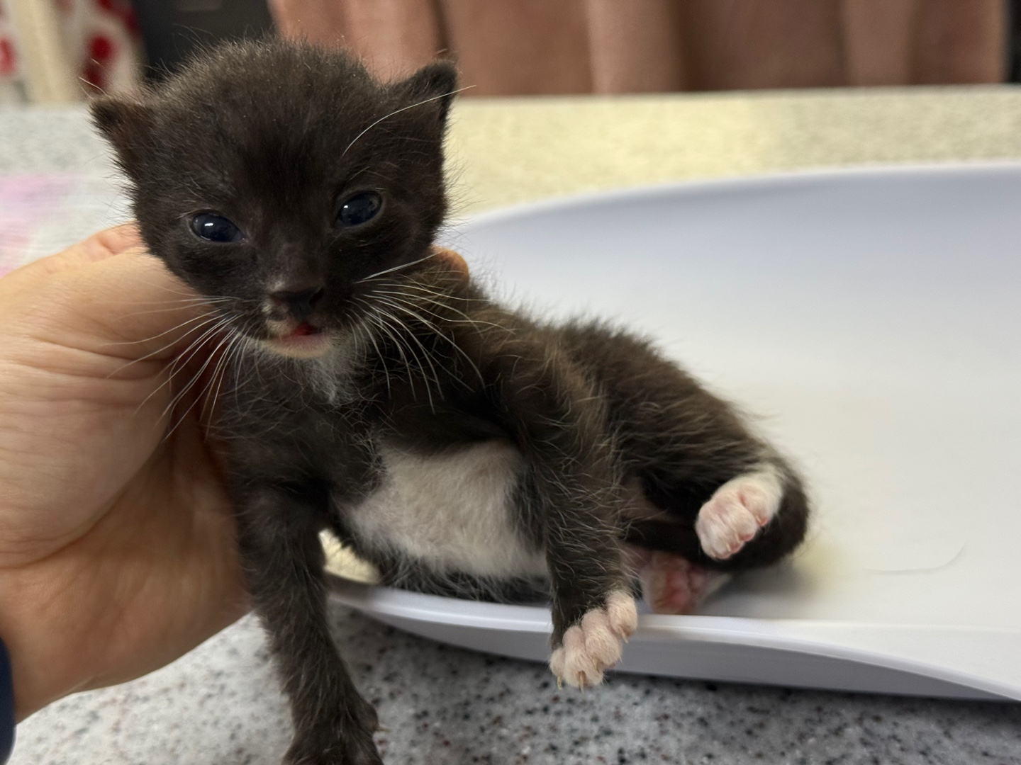 [고양이] 한국 고양이 광주-북구-2025-00246 유기동물 배경 이미지 입니다.