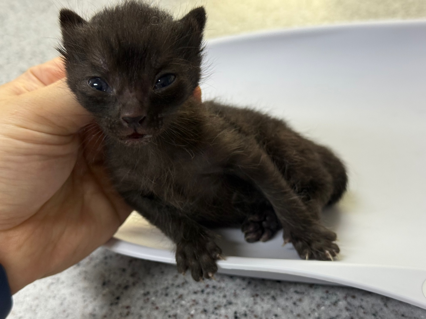 [고양이] 한국 고양이 광주-북구-2025-00242 유기동물 배경 이미지 입니다.