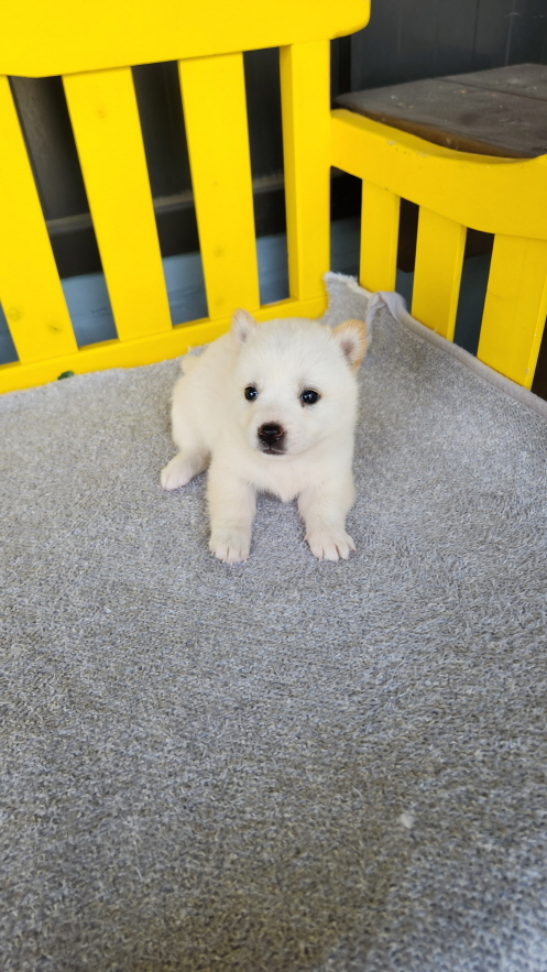 익산유기동물보호소_445468202501867