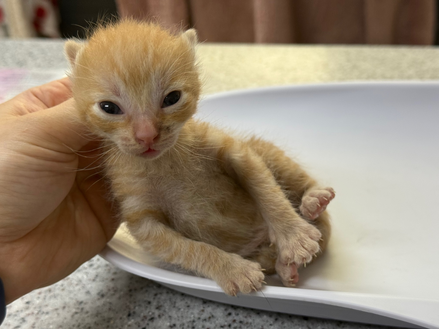 [고양이] 한국 고양이 광주-북구-2025-00247 유기동물 배경 이미지 입니다.