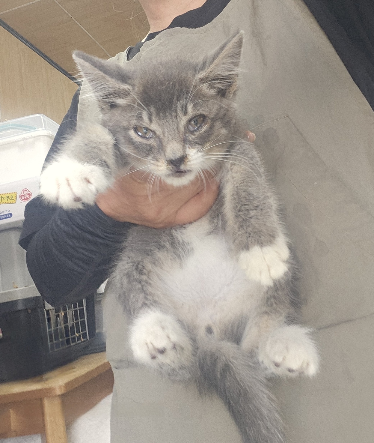 [고양이] 한국 고양이 울산-북구-2025-00141 유기동물 배경 이미지 입니다.