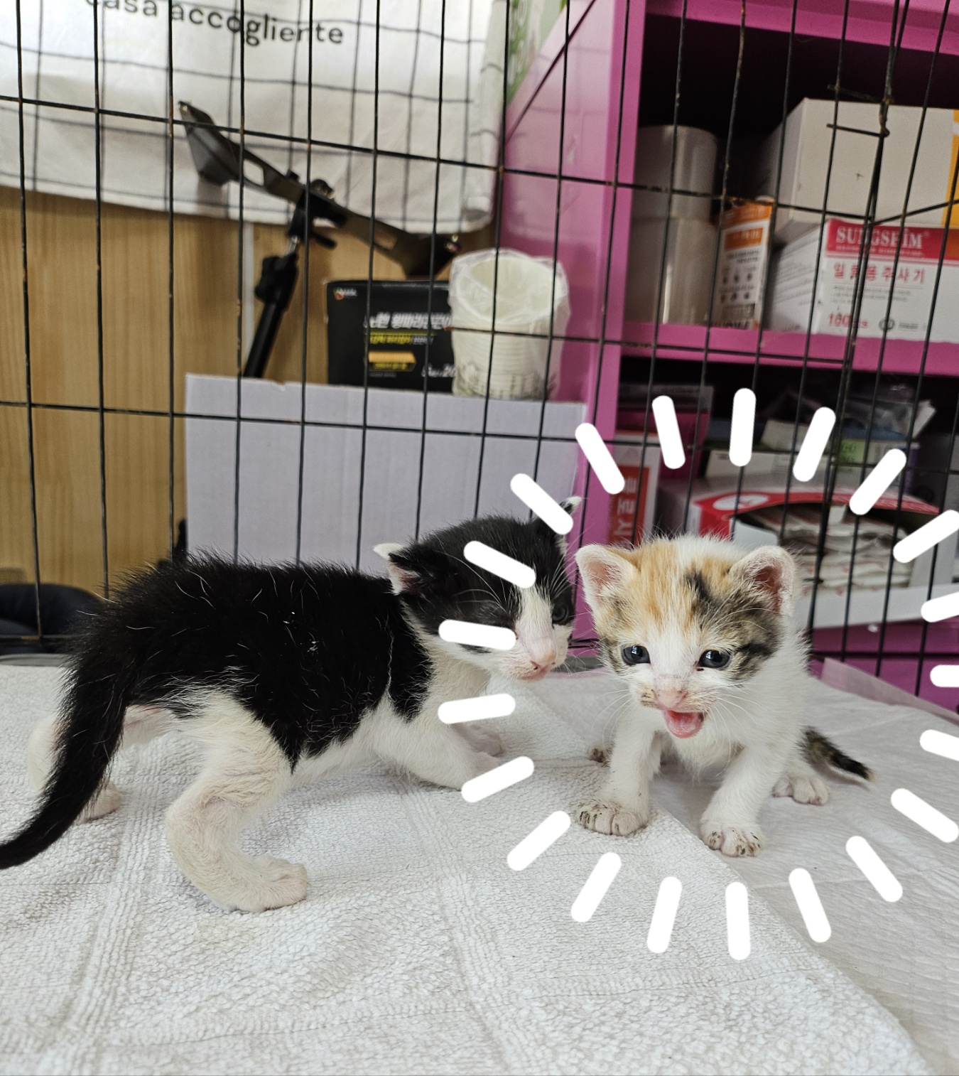 [고양이] 한국 고양이 울산-북구-2025-00143 유기동물 배경 이미지 입니다.