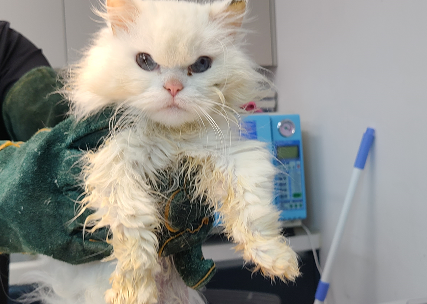[고양이] 먼치킨 경기-시흥-2025-00250 유기동물 배경 이미지 입니다.