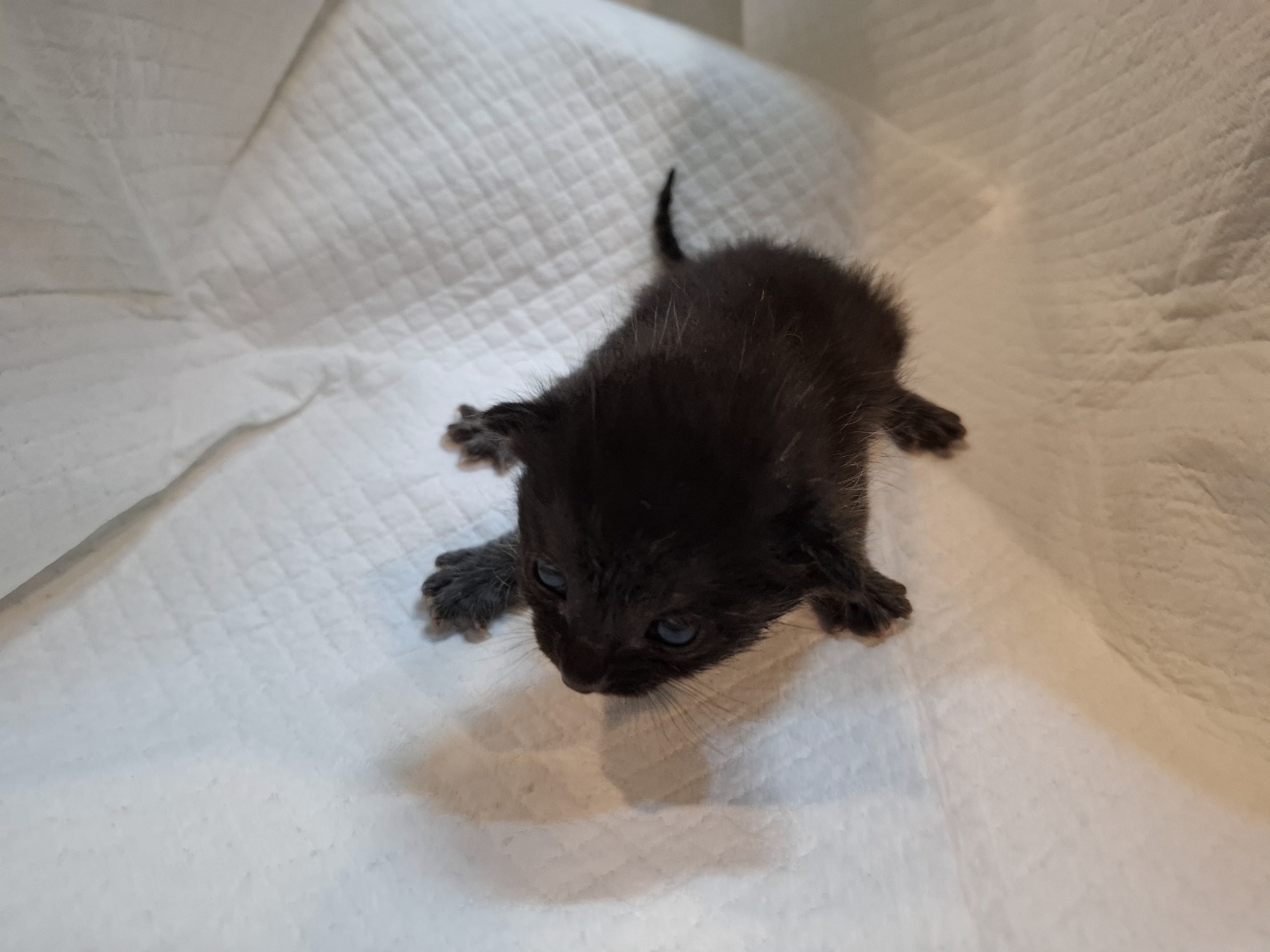 [고양이] 한국 고양이 전북-전주-2025-00495 유기동물 배경 이미지 입니다.
