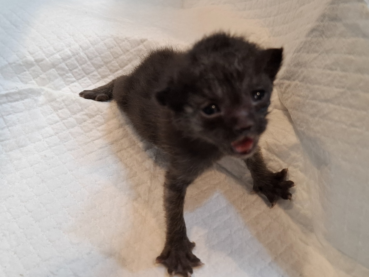 [고양이] 한국 고양이 전북-전주-2025-00498 유기동물 배경 이미지 입니다.