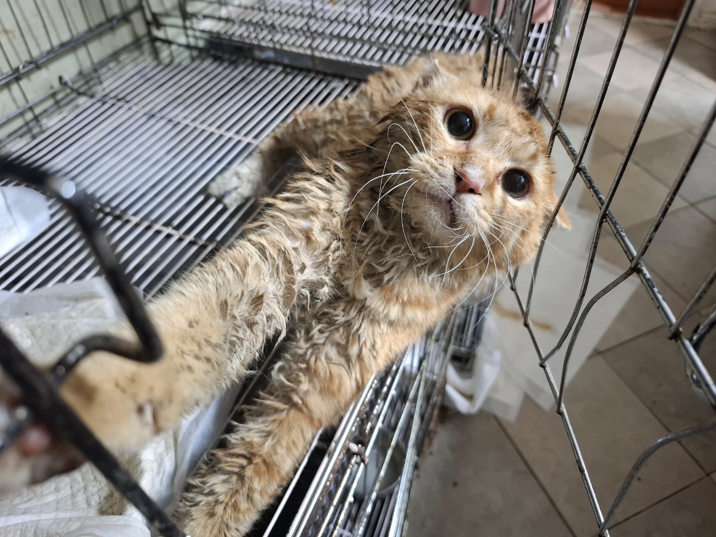 [고양이] 한국 고양이 전북-전주-2025-00493 유기동물 배경 이미지 입니다.