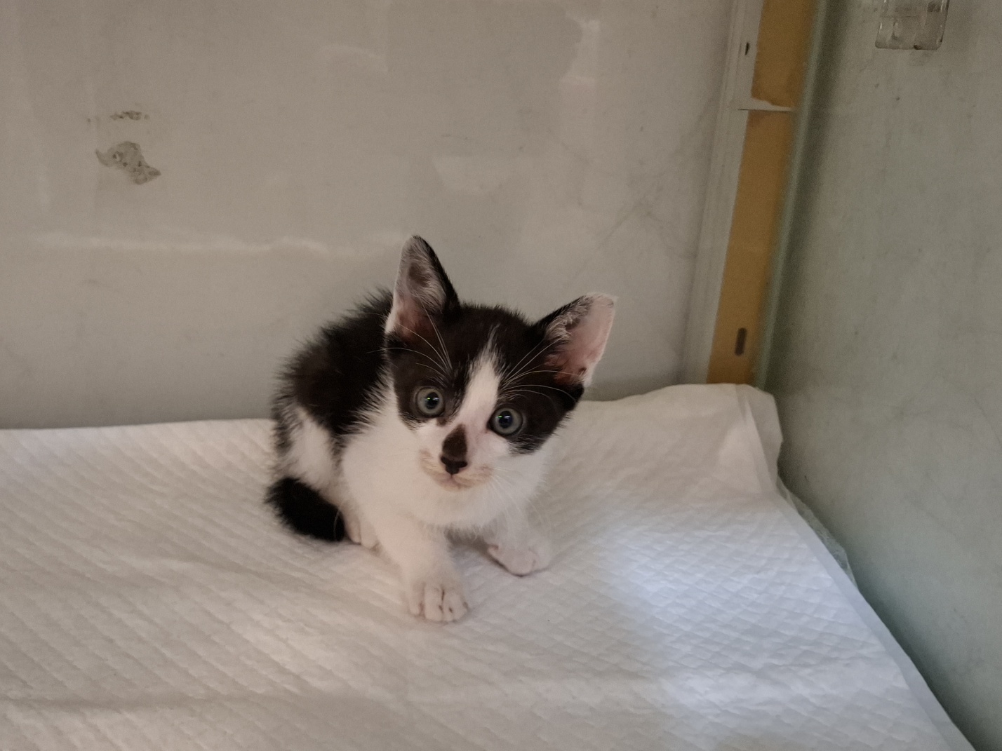[고양이] 한국 고양이 전북-전주-2025-00494 유기동물 배경 이미지 입니다.
