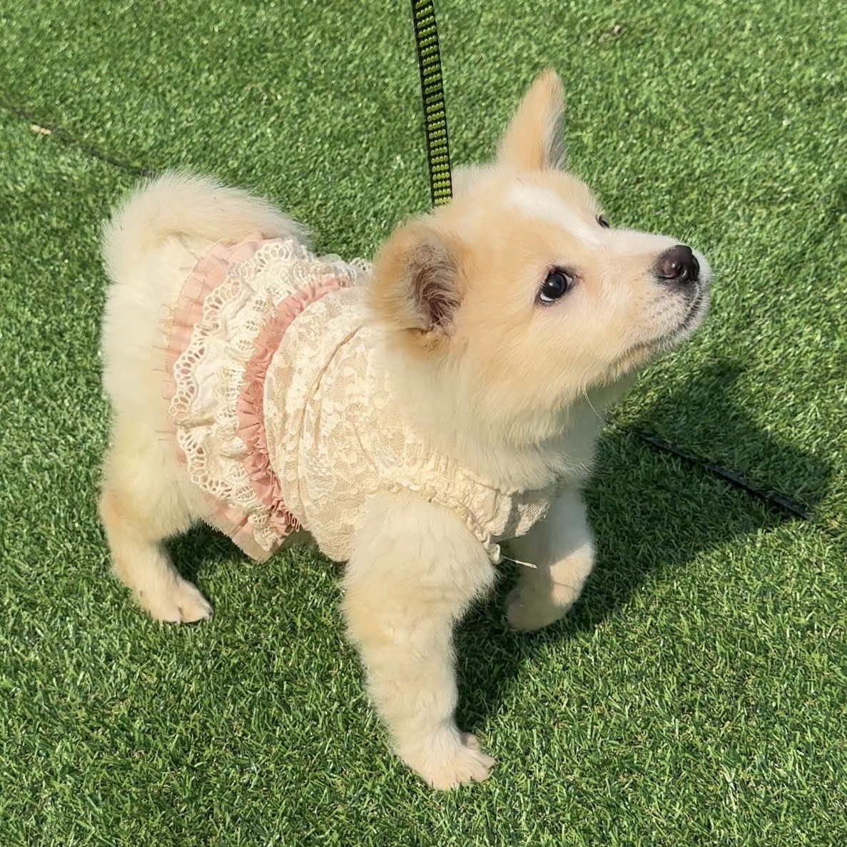 울산유기동물보호센터_431373202500695