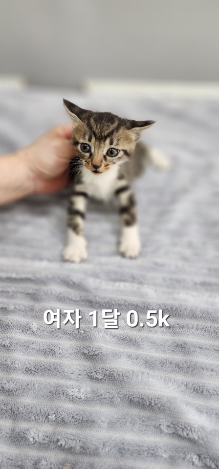 [고양이] 한국 고양이 충북-옥천-2025-00240 유기동물 배경 이미지 입니다.