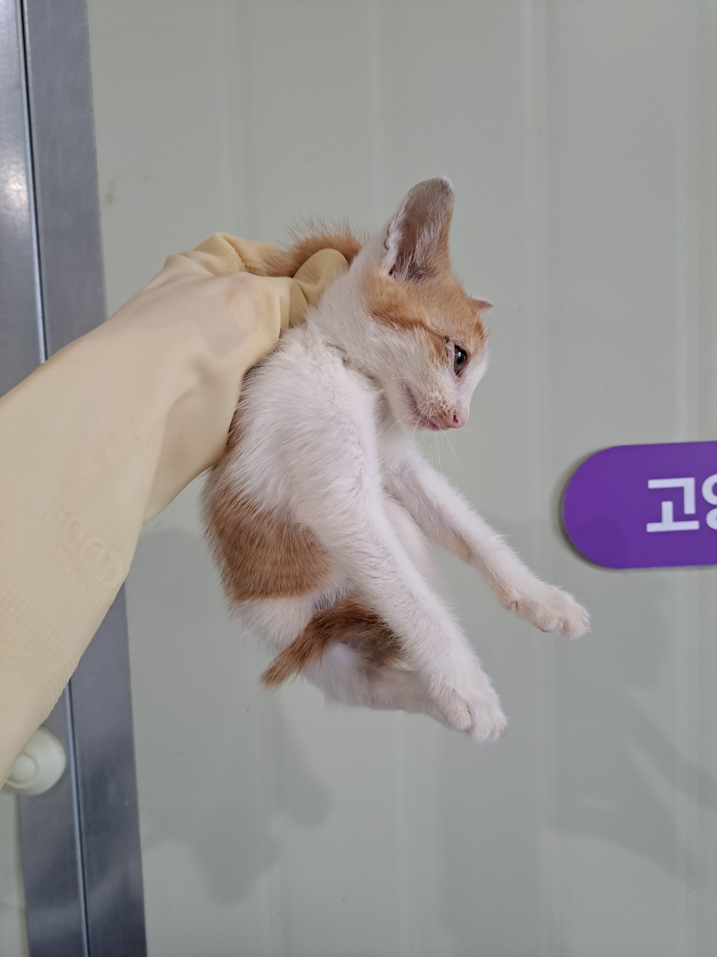 [고양이] 한국 고양이 부산-북구-2025-00138 유기동물 배경 이미지 입니다.