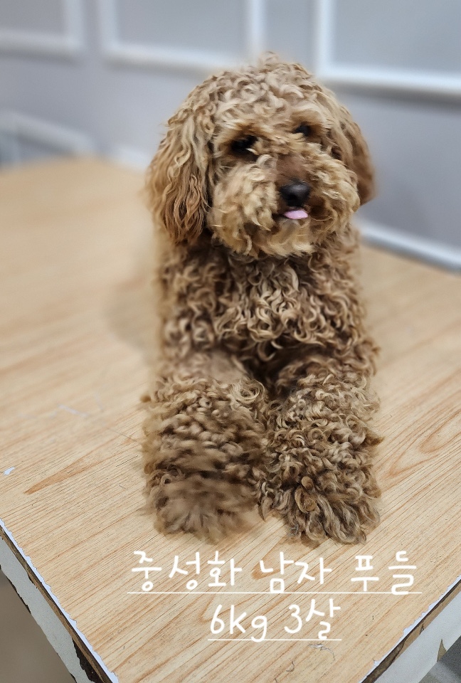 [개] 푸들 충북-옥천-2025-00242 유기동물 배경 이미지 입니다.