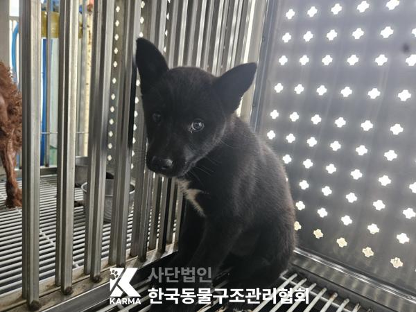 [개] 믹스견 경기-파주-2025-00450 유기동물 배경 이미지 입니다.