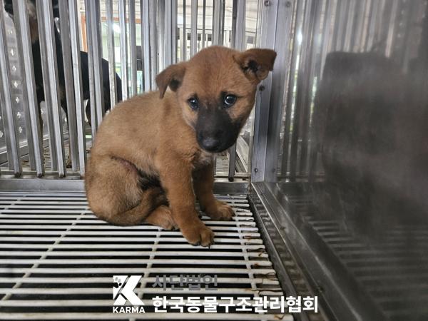 [개] 믹스견 경기-파주-2025-00451 유기동물 배경 이미지 입니다.