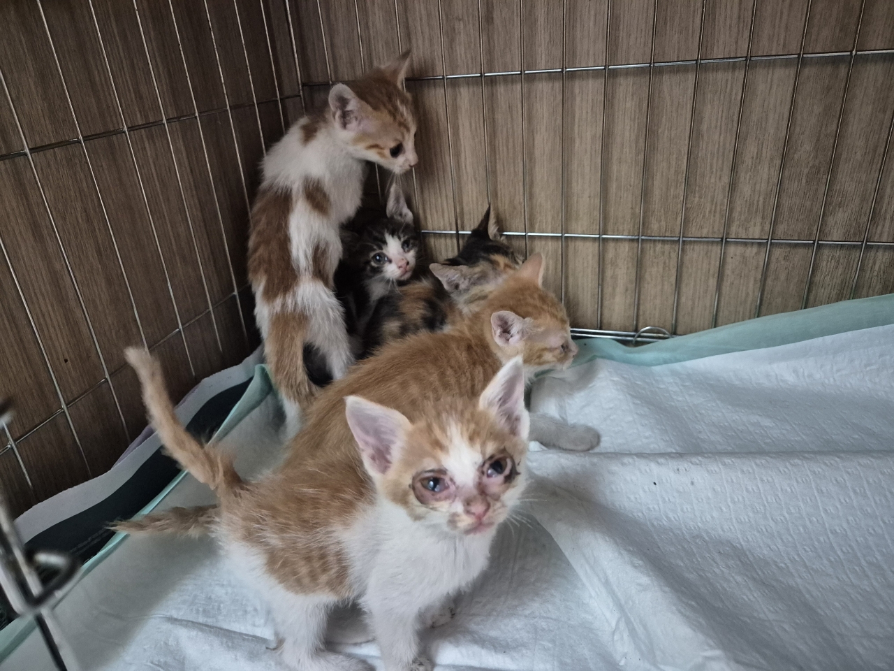 [고양이] 한국 고양이 충북-영동-2025-00126 유기동물 배경 이미지 입니다.