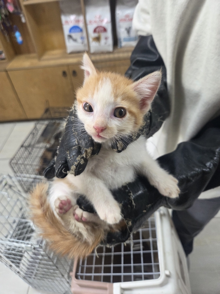 [고양이] 한국 고양이 충북-영동-2025-00130 유기동물 배경 이미지 입니다.