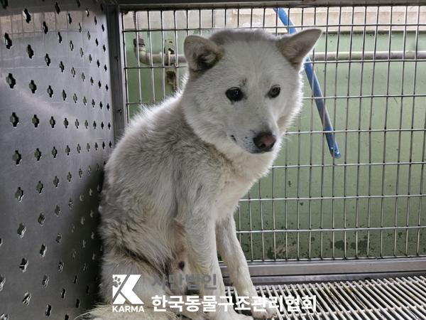 [개] 믹스견 경기-포천-2025-00512 유기동물 배경 이미지 입니다.