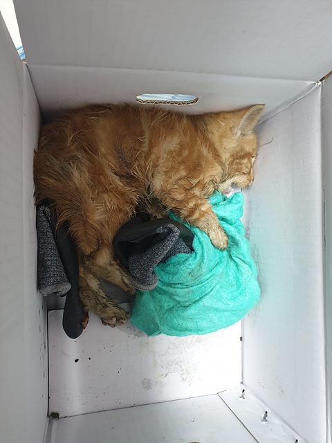[고양이] 한국 고양이 인천-부평-2025-00269 유기동물 배경 이미지 입니다.
