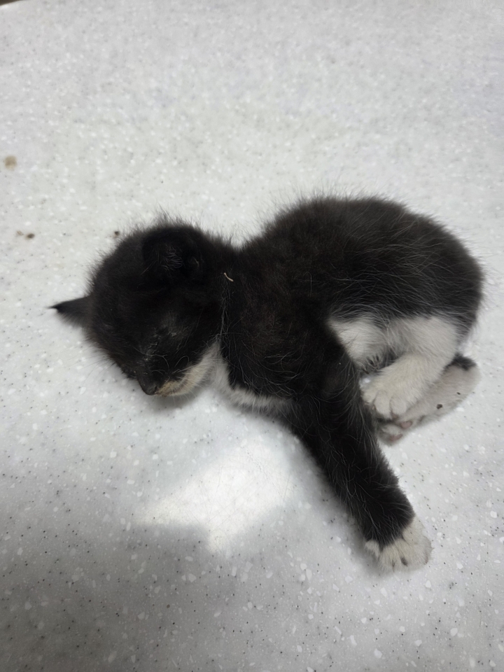 [고양이] 한국 고양이 충북-영동-2025-00134 유기동물 배경 이미지 입니다.