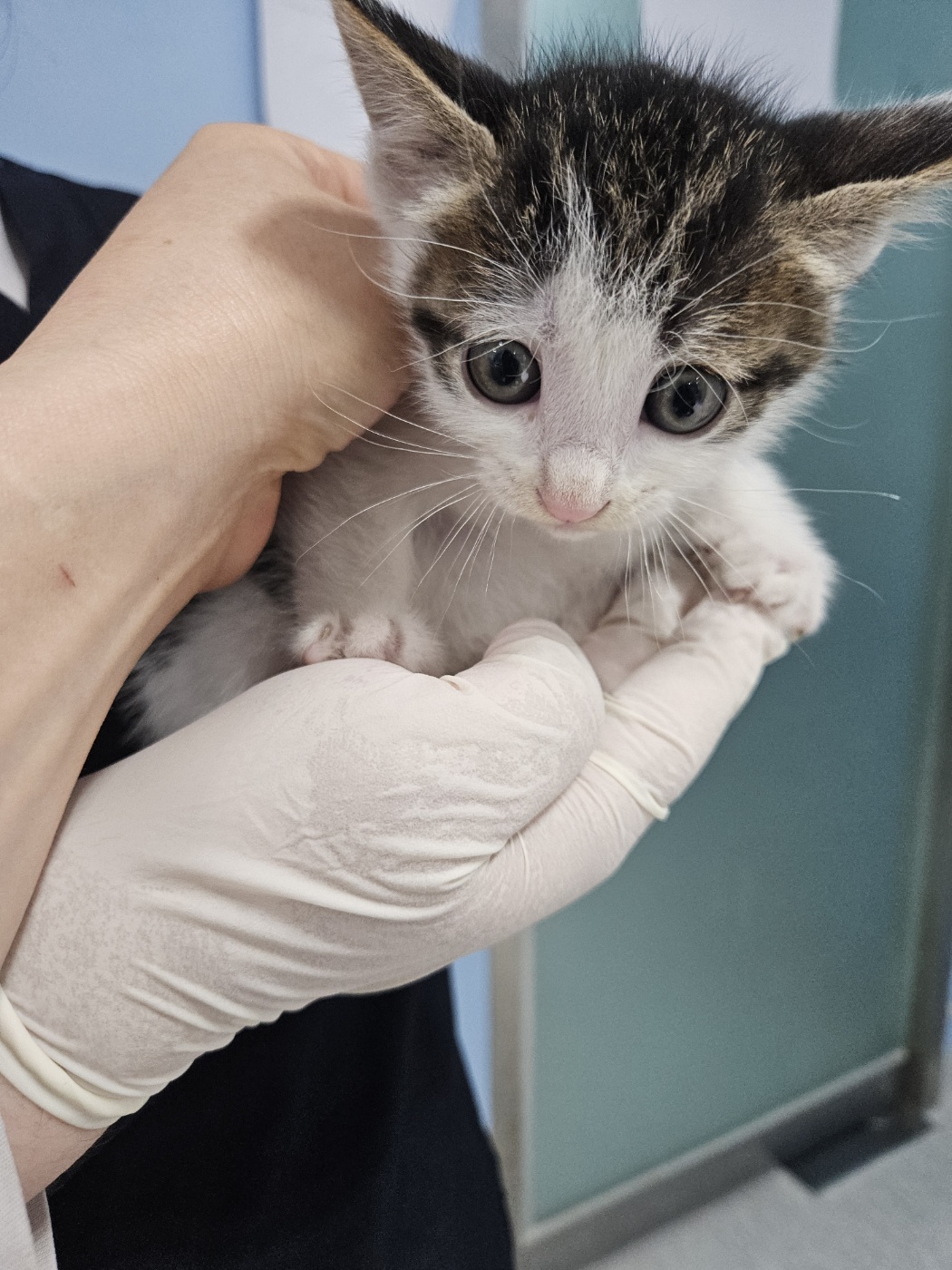 [고양이] 한국 고양이 서울-동대문-2025-00152 유기동물 배경 이미지 입니다.