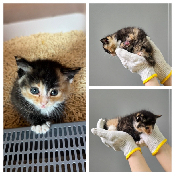 [고양이] 한국 고양이 충남-당진-2025-00302 유기동물 배경 이미지 입니다.