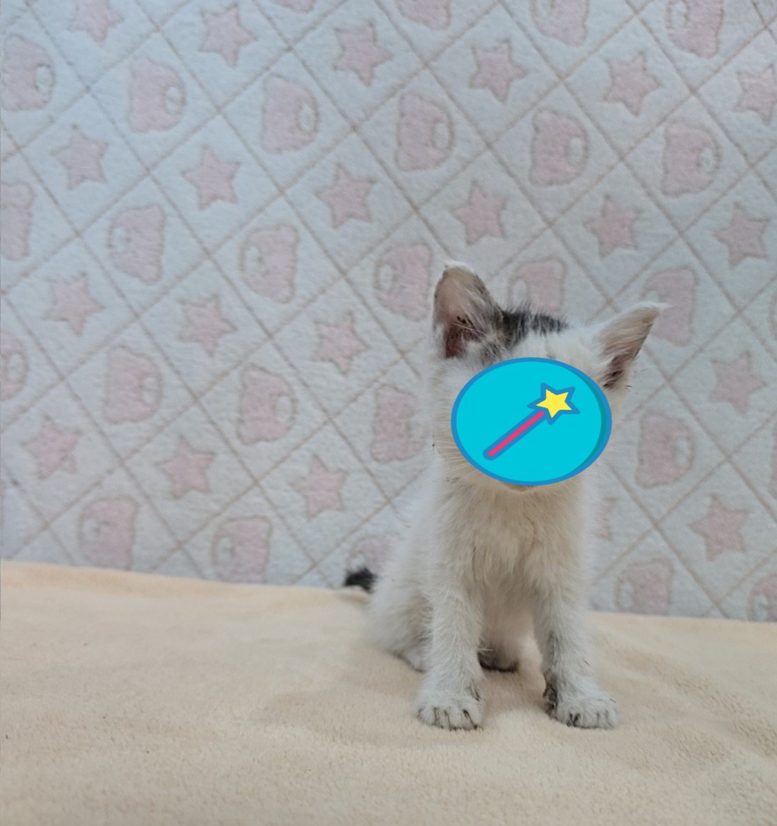 [고양이] 믹스묘 전북-군산-2025-00632 유기동물 배경 이미지 입니다.
