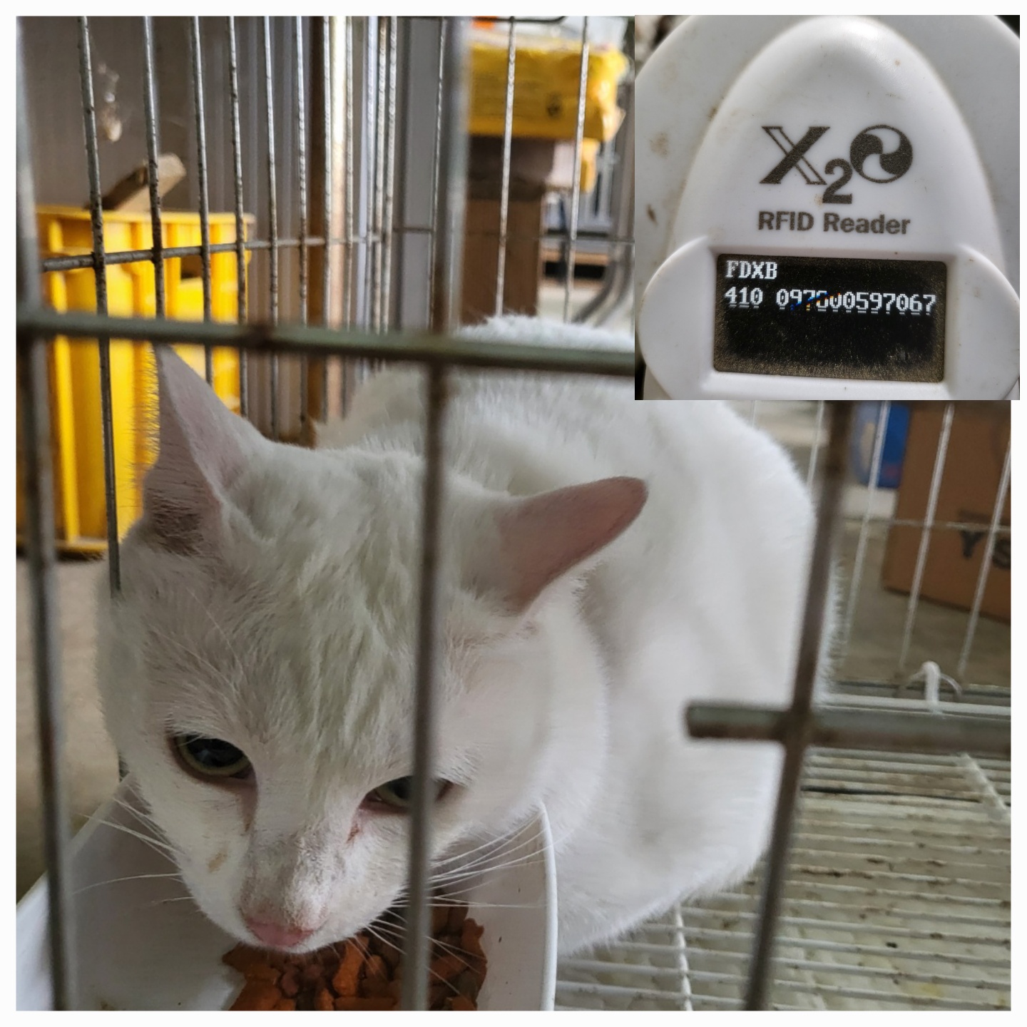 [고양이] 터키시 앙고라 경기-평택-2025-00864 유기동물 배경 이미지 입니다.