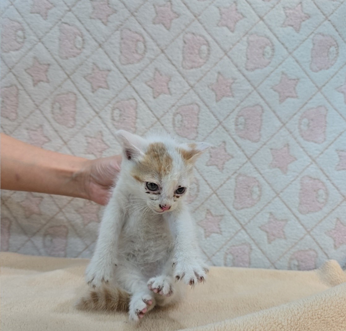 [고양이] 믹스묘 전북-군산-2025-00633 유기동물 배경 이미지 입니다.