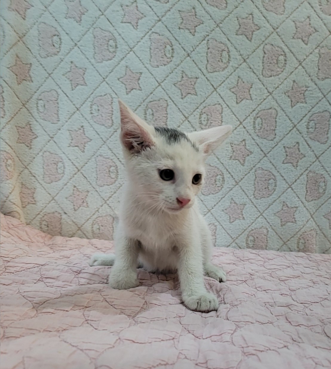 [고양이] 믹스묘 전북-군산-2025-00634 유기동물 배경 이미지 입니다.