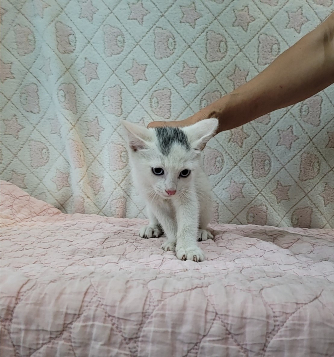 [고양이] 믹스묘 전북-군산-2025-00637 유기동물 배경 이미지 입니다.
