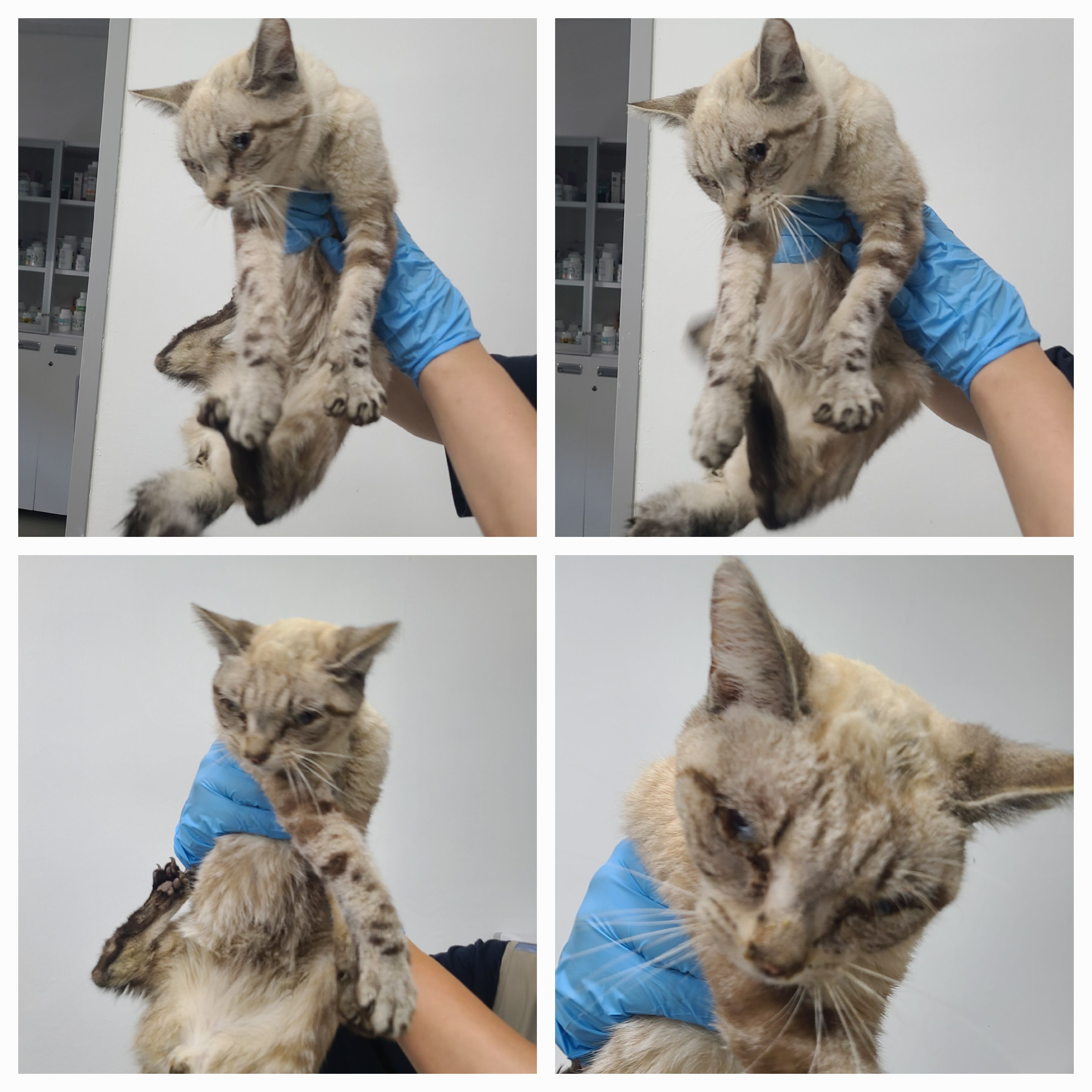 [고양이] 믹스묘 충남-천안-2025-00314 유기동물 배경 이미지 입니다.
