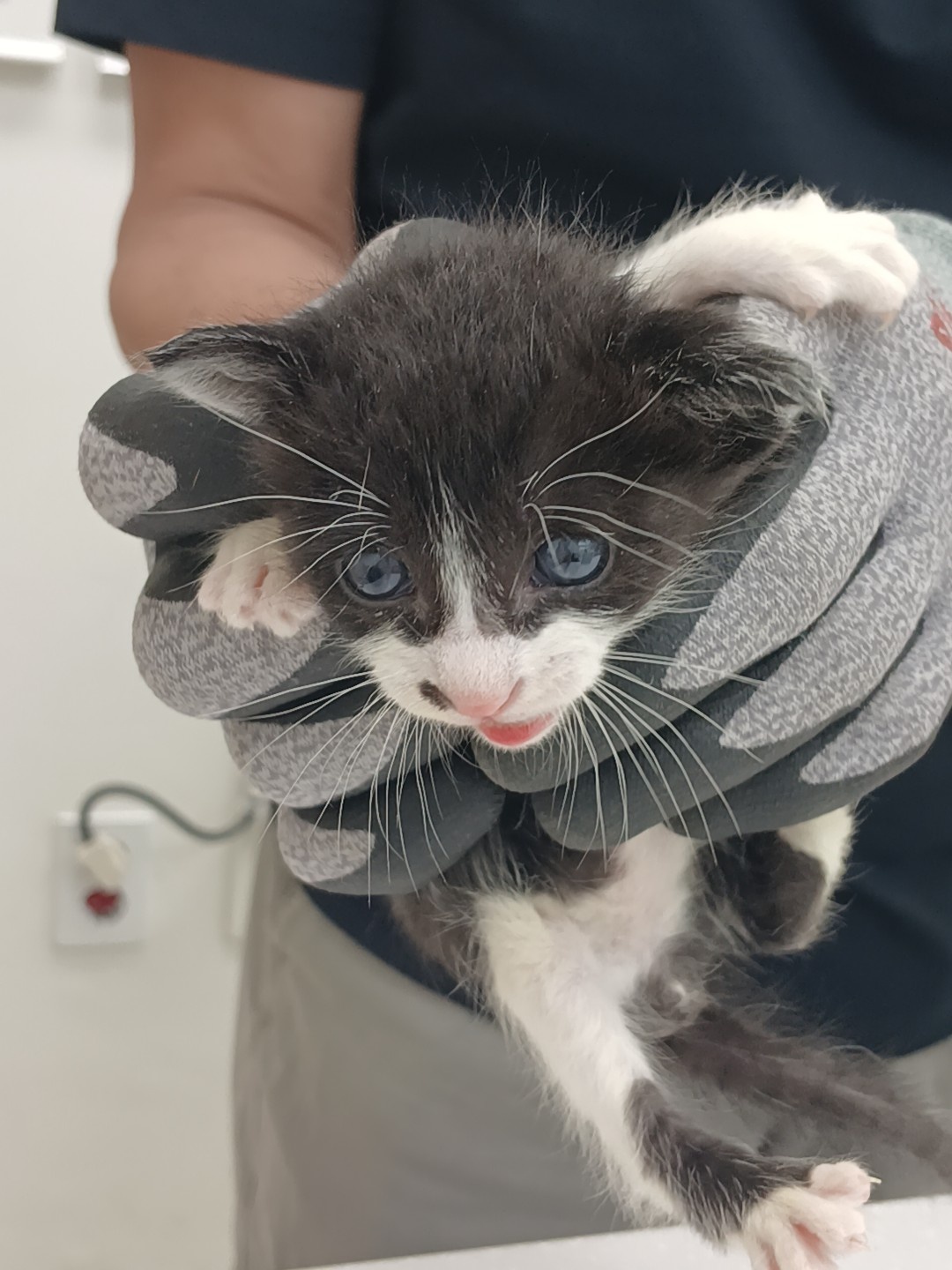 [고양이] 한국 고양이 경기-수원-2025-00257 유기동물 배경 이미지 입니다.