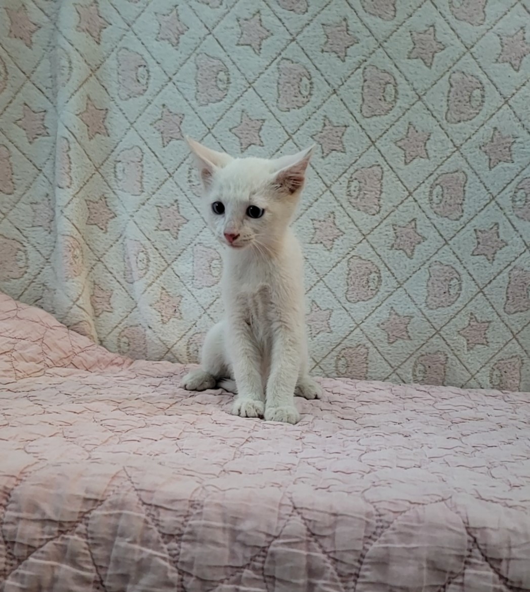 [고양이] 믹스묘 전북-군산-2025-00635 유기동물 배경 이미지 입니다.