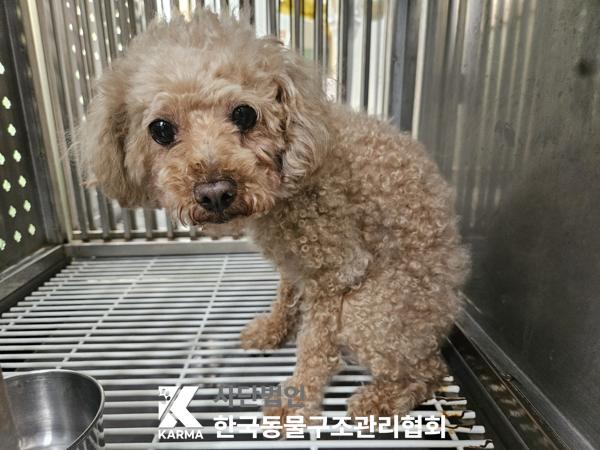 [개] 푸들 서울-은평-2025-00106 유기동물 배경 이미지 입니다.