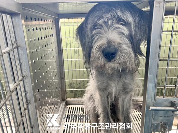 [개] 삽살개 서울-금천-2025-00087 유기동물 배경 이미지 입니다.