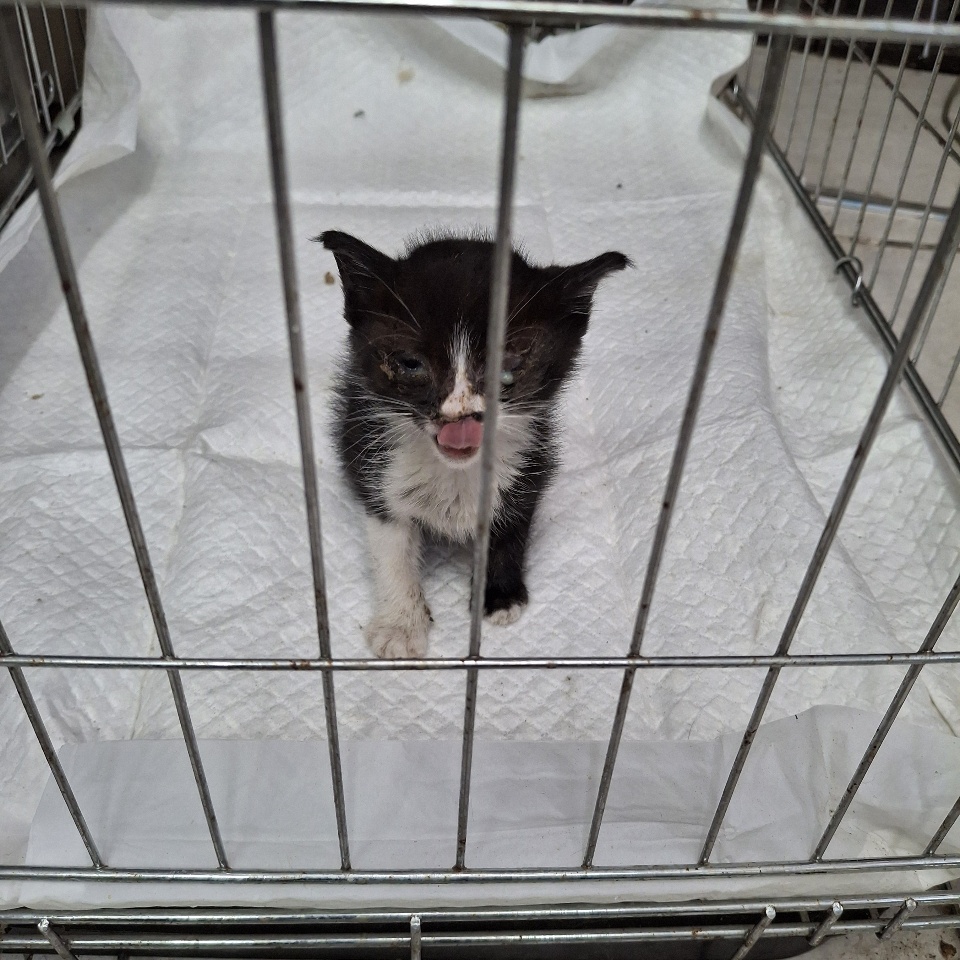 [고양이] 한국 고양이 경남-거창-2025-00127 유기동물 배경 이미지 입니다.